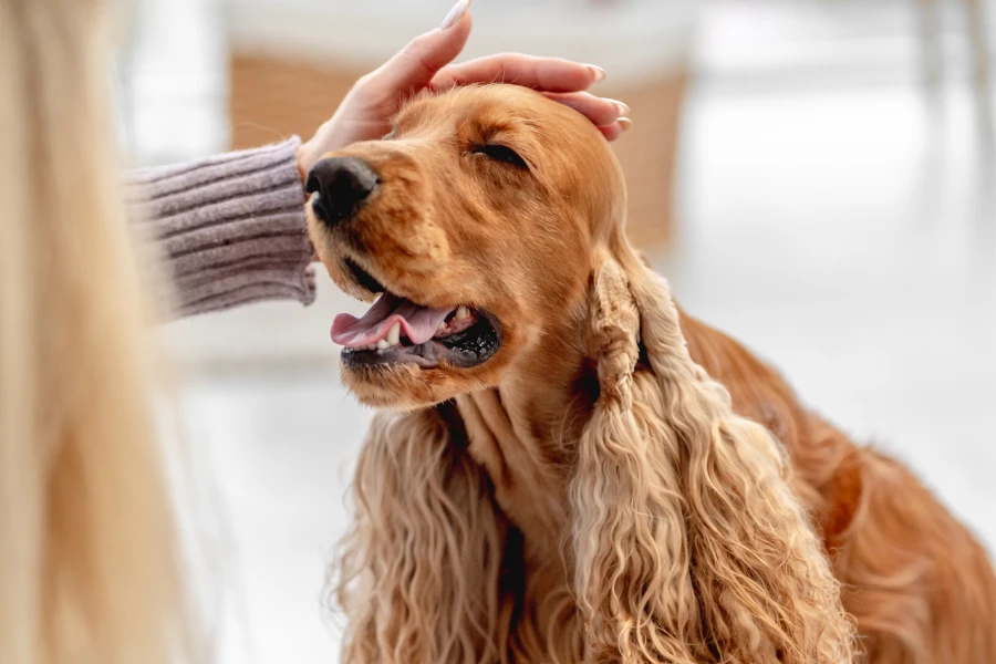 best pet dryer box